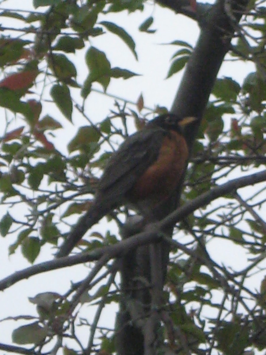 Common Robin