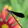 Black-winged damselfly, female