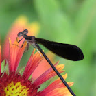 Black-winged damselfly, female