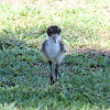 Masked Lapwing Chick