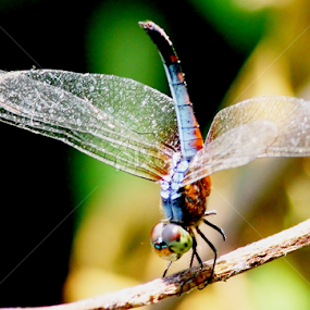 by Rathin Sarkar - Animals Insects & Spiders