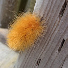 Yellow bear caterpillar