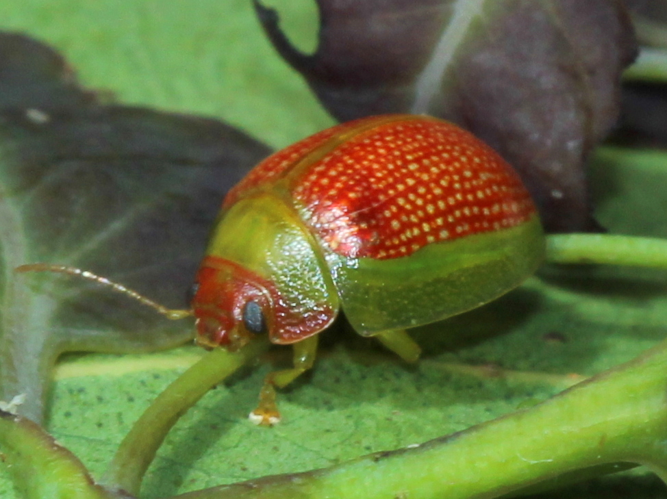 Red leaf beetle