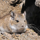 Plains Viscacha Rat