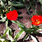 Red Tulips/Bleeding Hearts