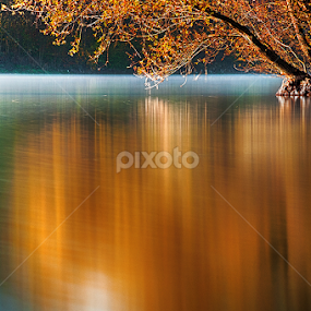 Autumn willow by MIhail Syarov - Landscapes Waterscapes