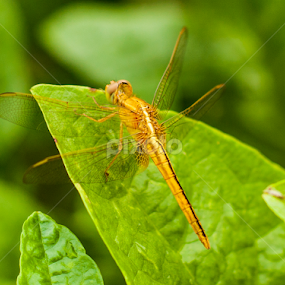 Golden Dragonfly by Md Shahriar Kabir - Nature Up Close Leaves & Grasses