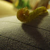 Angle Shade Caterpillar