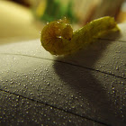 Angle Shade Caterpillar