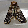 Notodontidae Moth