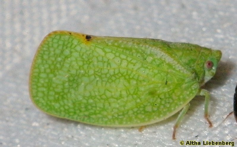 Moth Bug