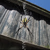 Writing Spider (Black and Yellow Argiope)
