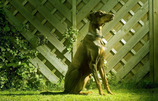 Doberman Wallpapers HD