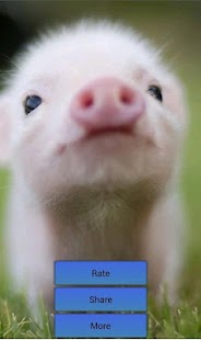 Free Download Pig Sounds Piggy Sounds Prank APK