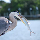 BeachBirdy