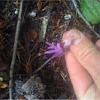 Fairy Slipper--orchid family