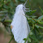 White Tussock-moth