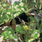 Anteater