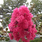 Crape myrtle