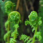 Lady fern fiddleheads