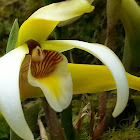 Maxillaria Orchid