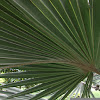 Bismark Palm Tree