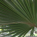 Bismark Palm Tree
