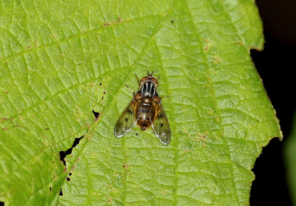 Hoverfly