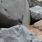 Female Juvenile Plumbeous Water-Redstart