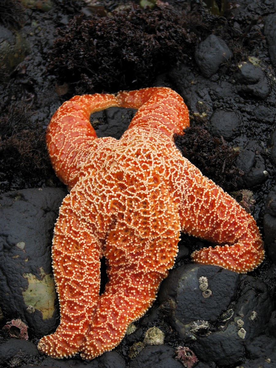 Sea Star