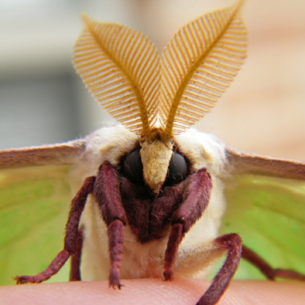 Luna moth