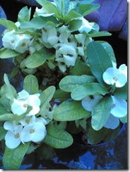 Euphorbia Putih