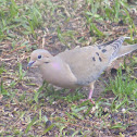 Mourning Dove