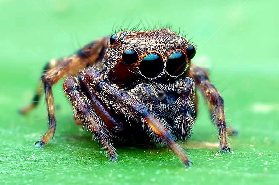 Cute Jumping Spider | Insects & Spiders | Animals | Pixoto