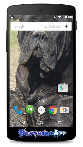 Cane Corso Background