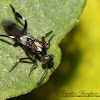 Chalcid Wasp