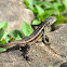 Rosebelly Lizard (male)