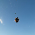 Spiny-backed orb-weaver