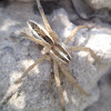 Ground dwelling spider