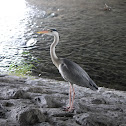 Grey Heron