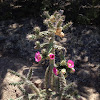 Tree Cholla cactus