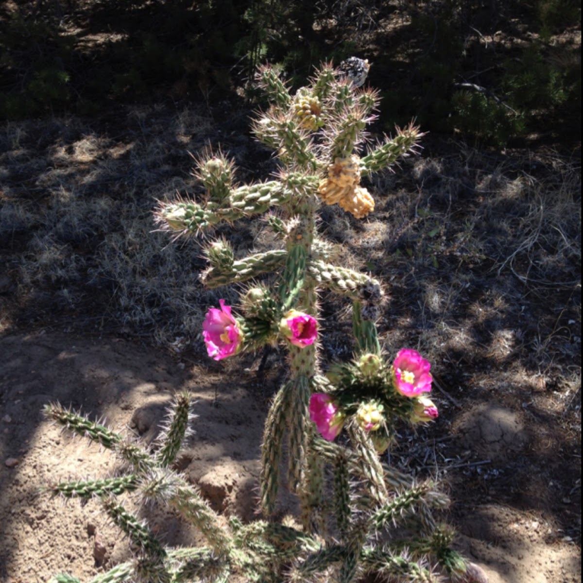 Tree Cholla cactus