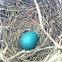 American Robin egg