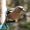 Chaffinch