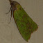 Pyralid moth