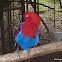 Eclectus Parrot FEMALE