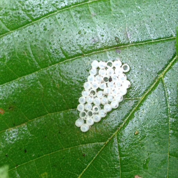 Butterfly Eggs
