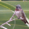 Ruby-throated Hummingbird, male
