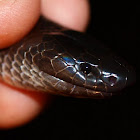 Eastern small-eyed snake