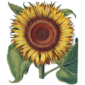 Antique Botanical Plates logo